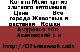 Котята Мейн-кун из элитного питомника › Цена ­ 20 000 - Все города Животные и растения » Кошки   . Амурская обл.,Ивановский р-н